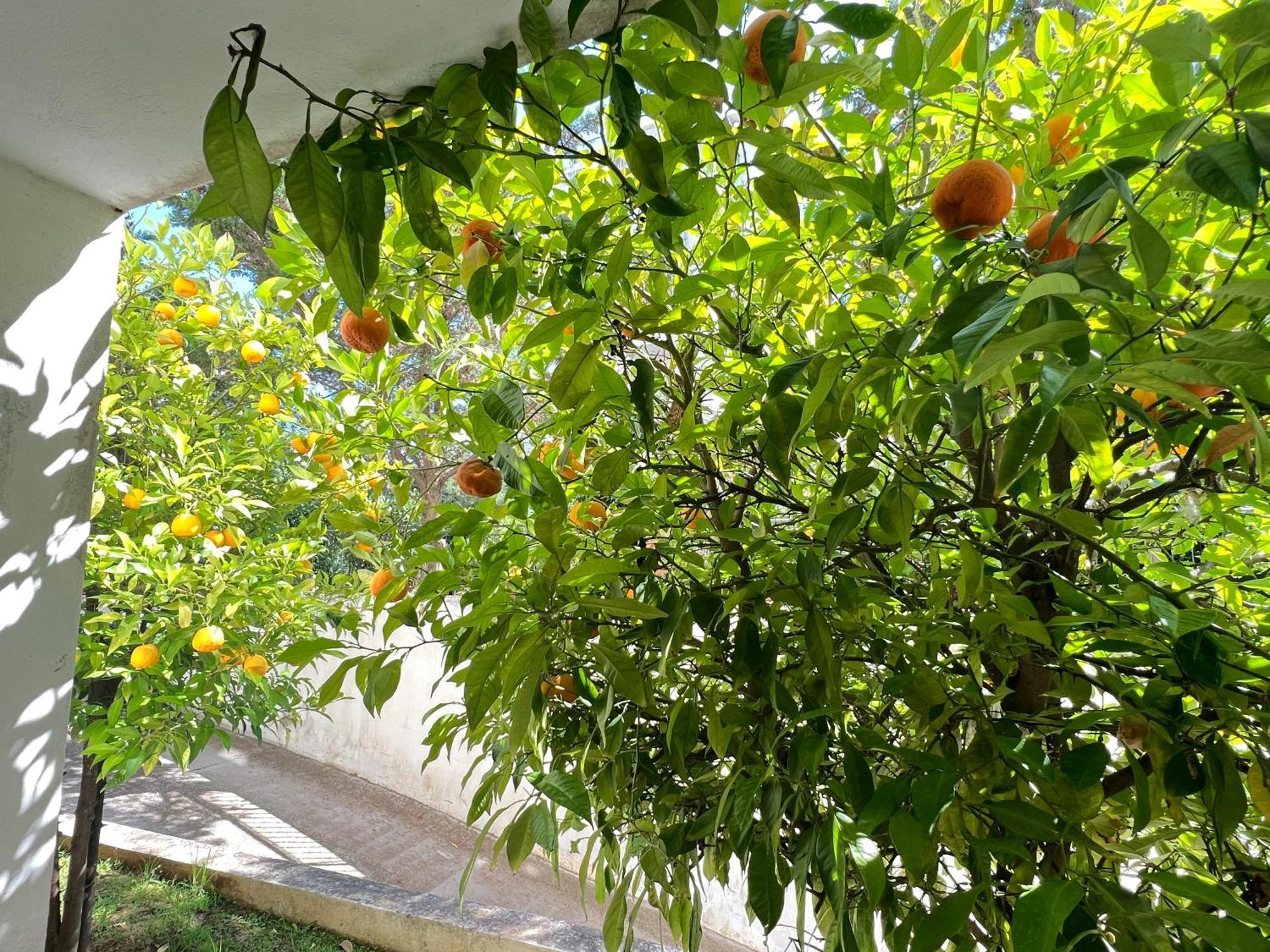 Cozy Fairytal Garden Apartment, Family Friendly, Free Parking, 15 Min To Airport Атина Екстериор снимка